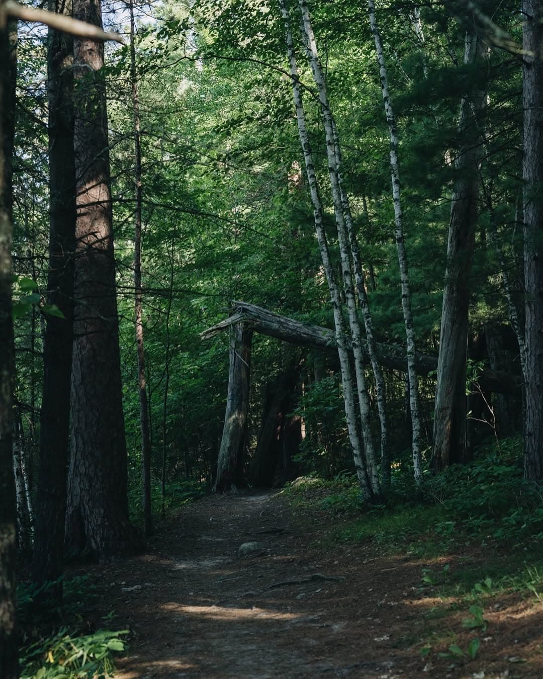 Wooded forest path leading toward a cabin