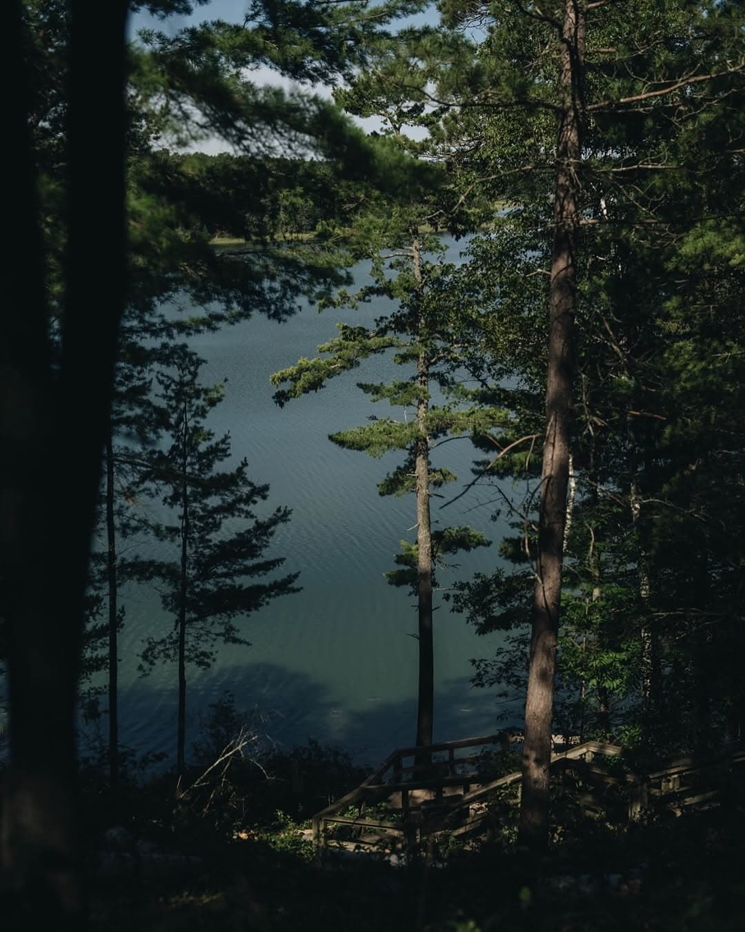Calm lake visible through tall conifer trees at Itasca