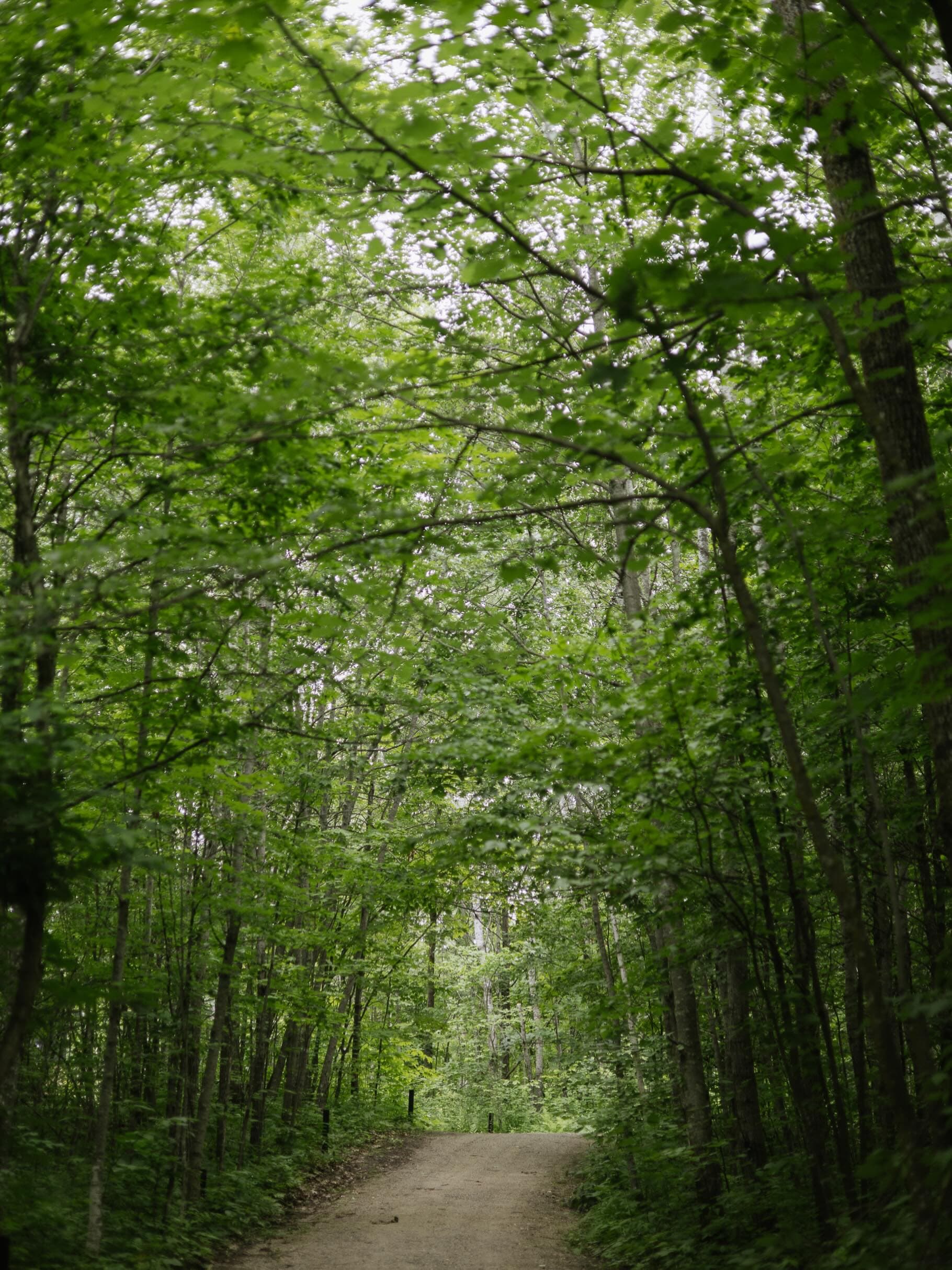 Tree-lined dirt road stretching into dense forest