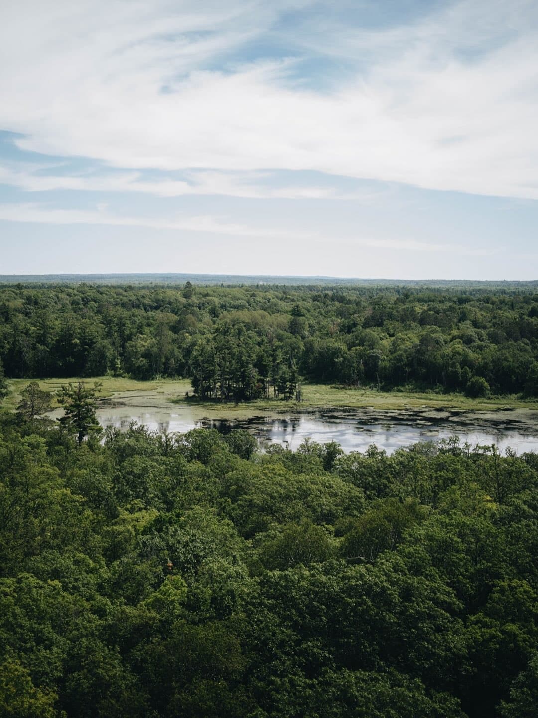 Aerial view of dense green forest with a meandering waterway